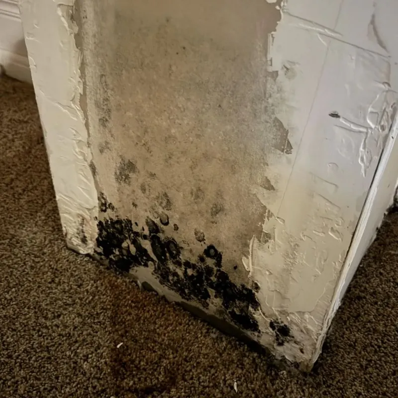 Professional Mold Removal in Lodi, CA